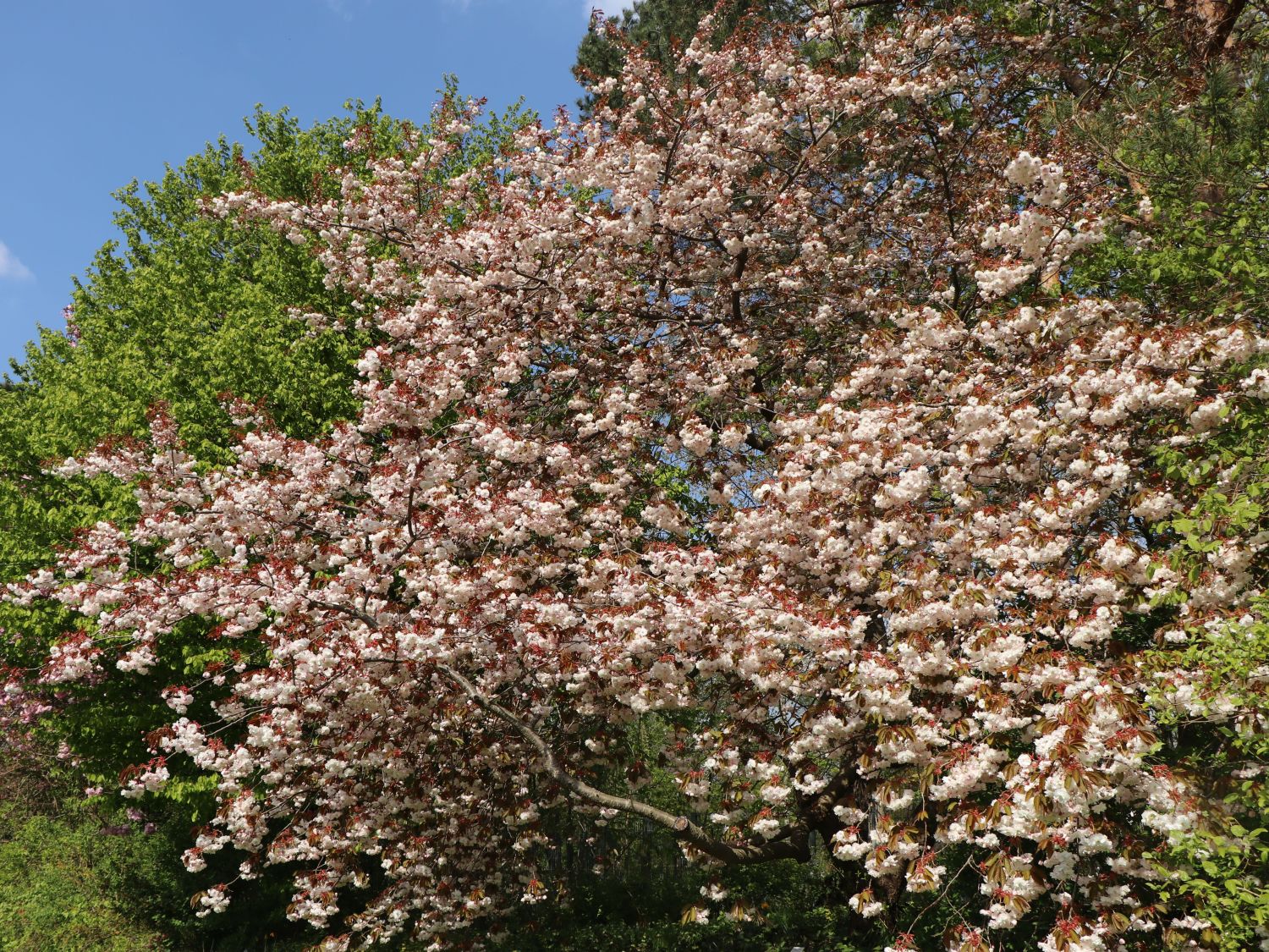 Zierkirsche 'Shirofugen' - Prunus serrulata 'Shirofugen' - Baumschule  Horstmann