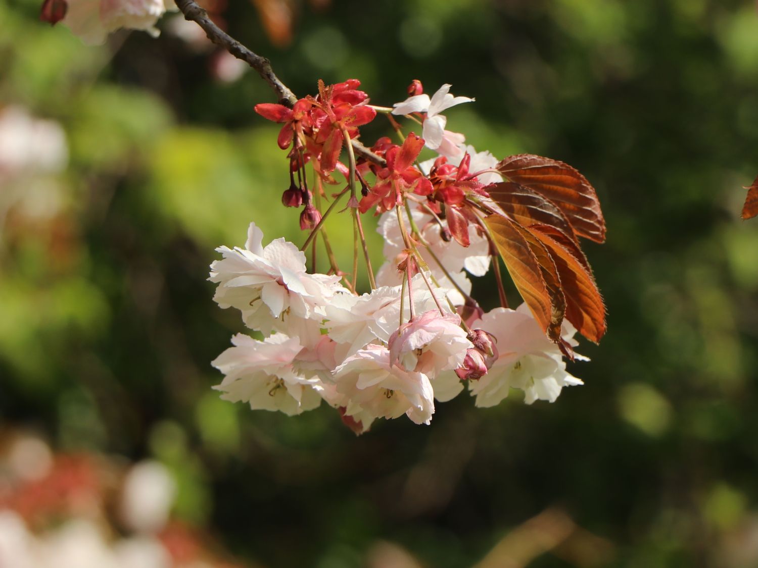 Zierkirsche 'Shirofugen' - Prunus serrulata 'Shirofugen' - Baumschule  Horstmann