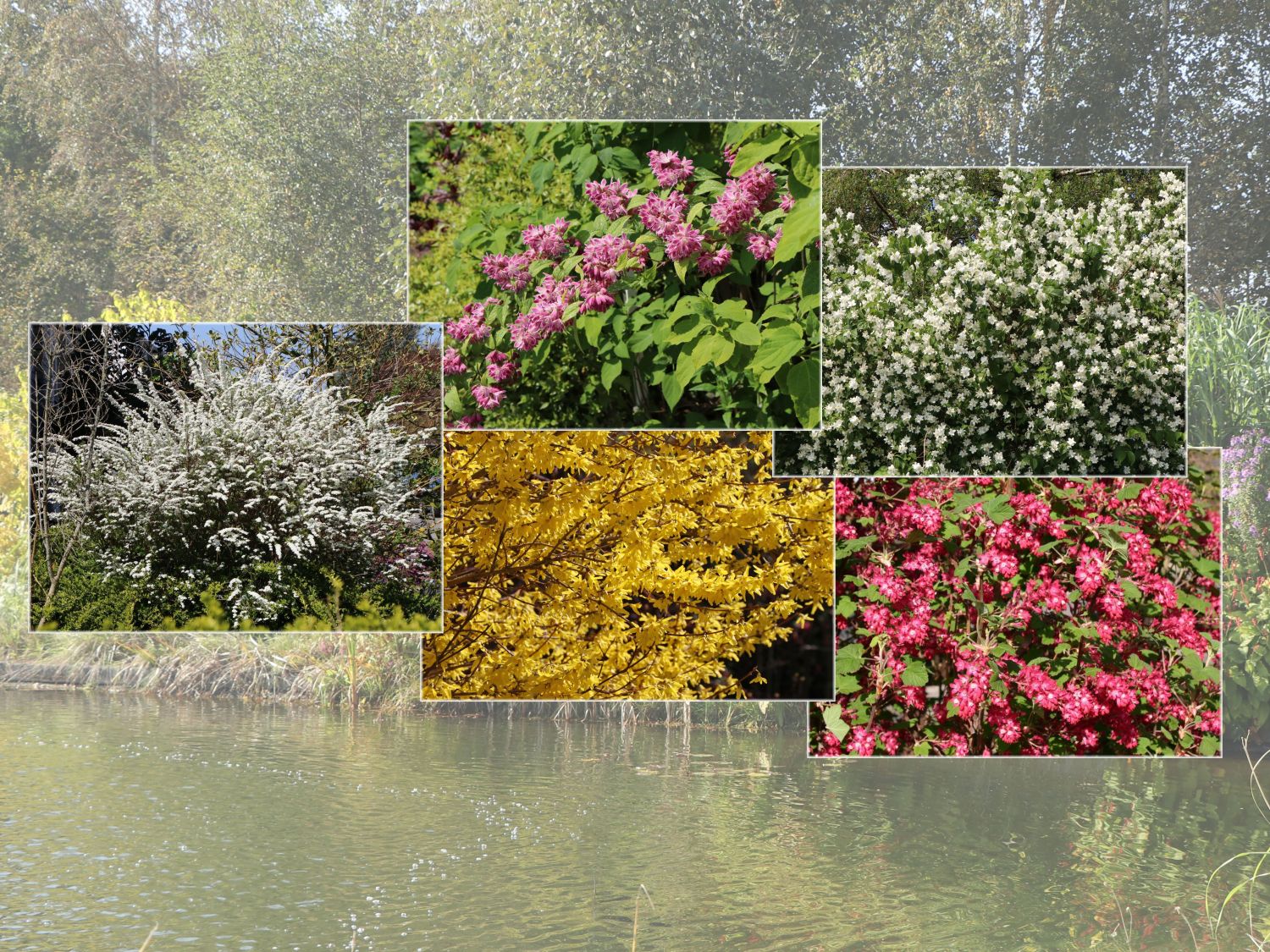 zierstrauchhecke-aus-10-pflanzen-um-diese-hecke-wird-sie-jeder