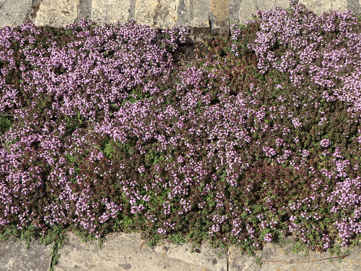 Zitronen-Kümmel-Thymian - Thymus herba-barona var. citriodora
