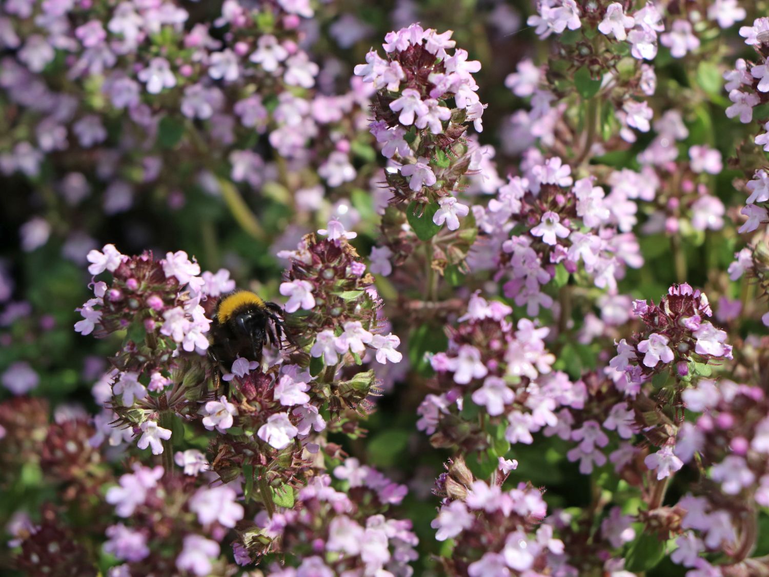 Zitronen-Thymian (Thymus x citriodorus) für Deinen Garten!