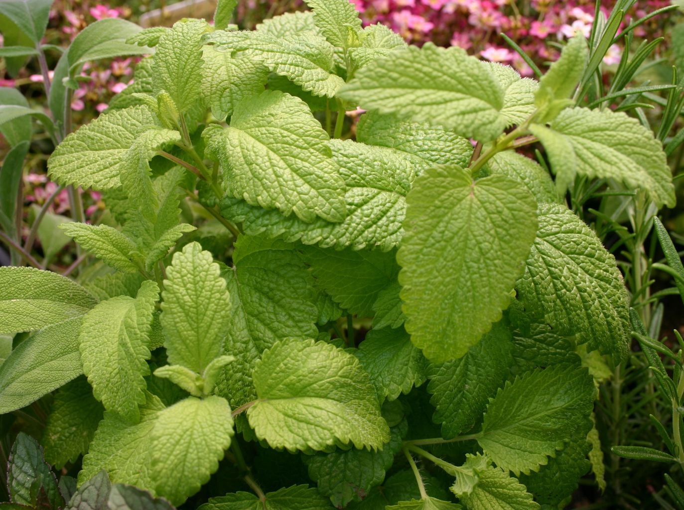 Zitronenmelisse Melissa Officinalis F r Deinen Garten 