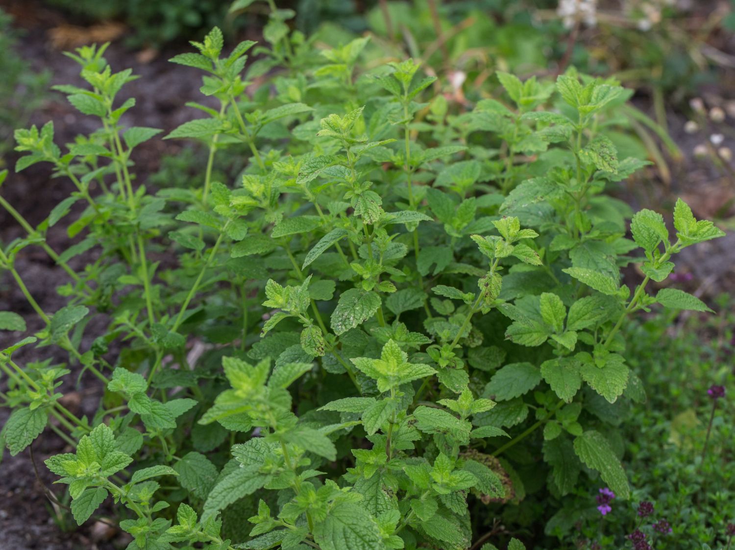 Zitronenmelisse Melissa Officinalis F r Deinen Garten 