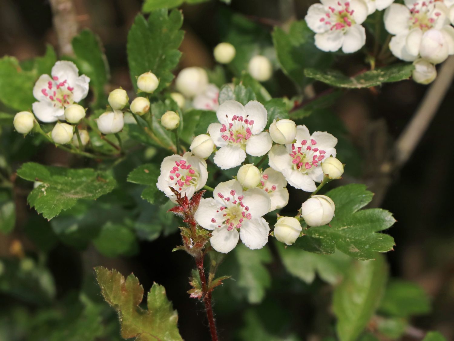 Zweigriffeliger Wei dorn Crataegus Laevigata Baumschule Horstmann Zweigriffeliger Wei dorn Crataegus Laevigata Baumschule Horstmann