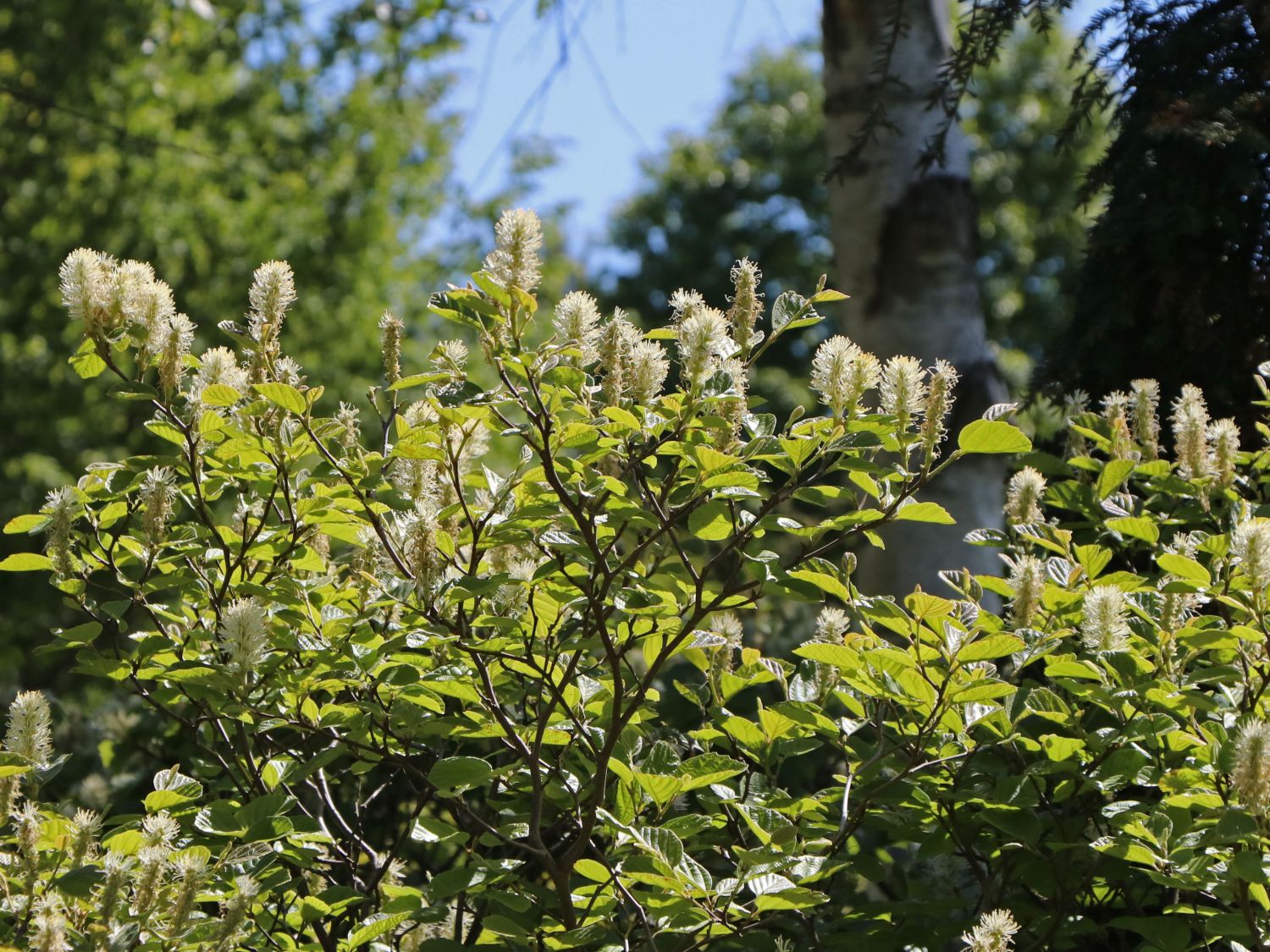 Erlenblättriger Federbuschstrauch Fothergilla gardenii Pflanze 25-30cm Rarität 