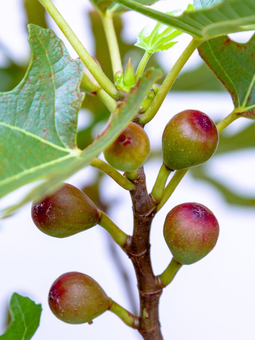 Zwerg-Feige 'Little Miss Figgy' - Ficus carica 'Little Miss Figgy' -  Baumschule Horstmann