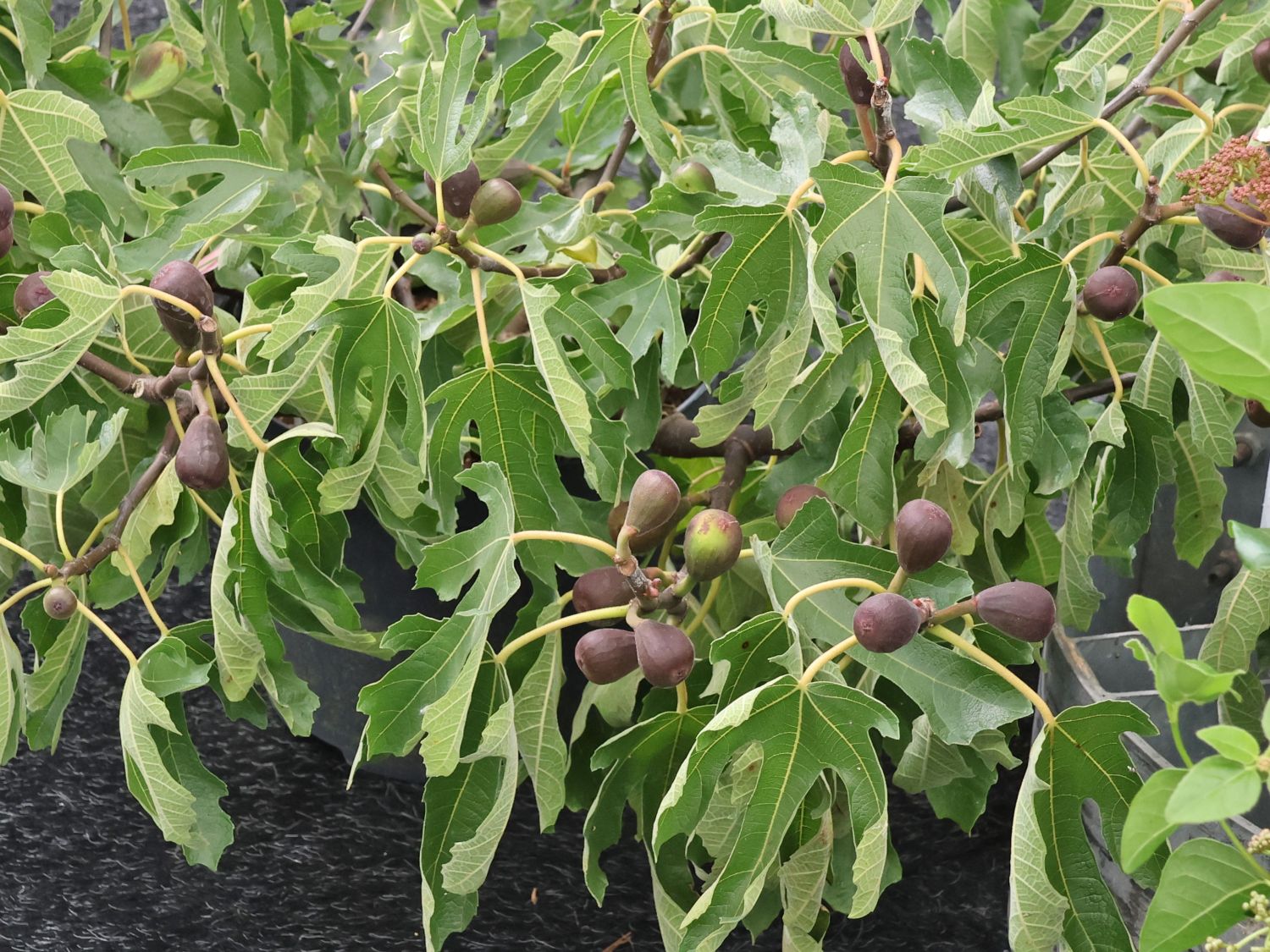 Zwerg-Feige 'Little Miss Figgy' - Ficus carica 'Little Miss Figgy' -  Baumschule Horstmann