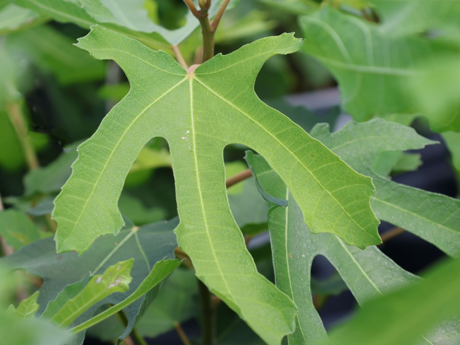 Zwerg-Feige 'Little Miss Figgy' - Ficus carica 'Little Miss Figgy' -  Baumschule Horstmann