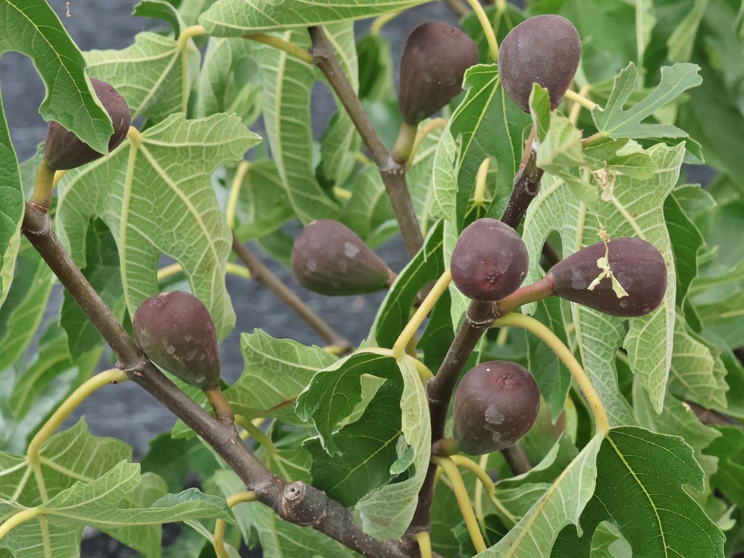 Zwerg-Feige 'Little Miss Figgy' - Ficus carica 'Little Miss Figgy' -  Baumschule Horstmann