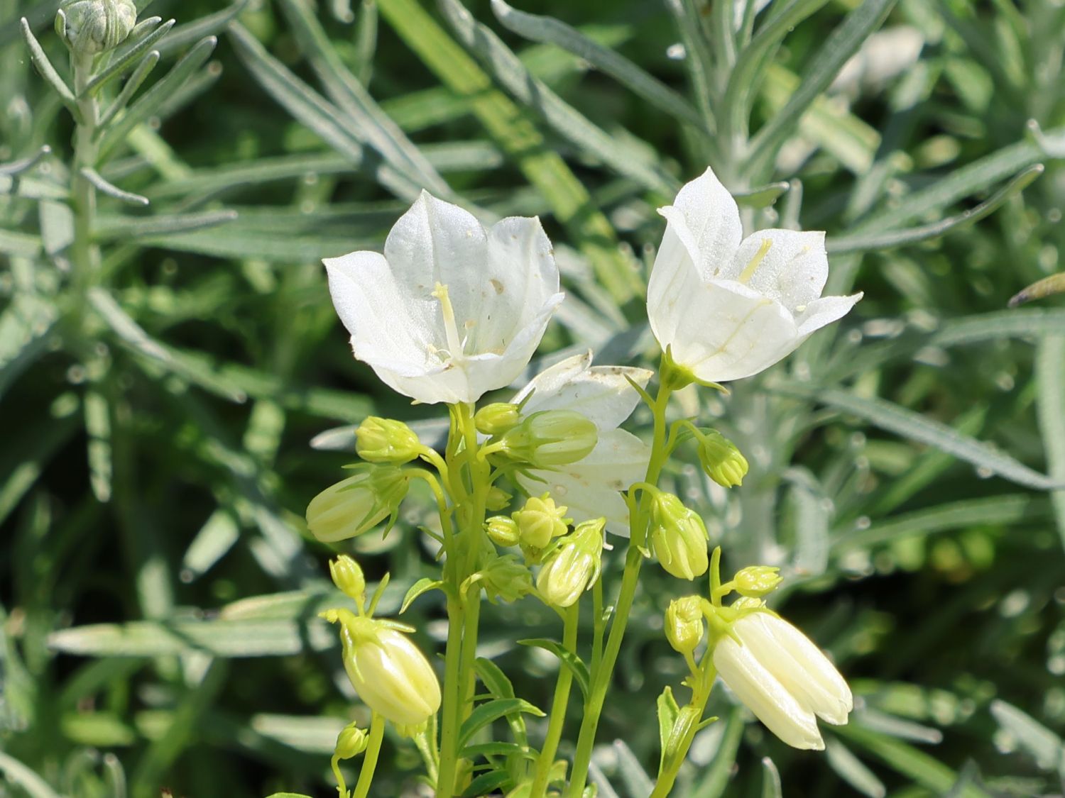 Zwerg-Glockenblume 'Alba' - Campanula cochleariifolia 'Alba'