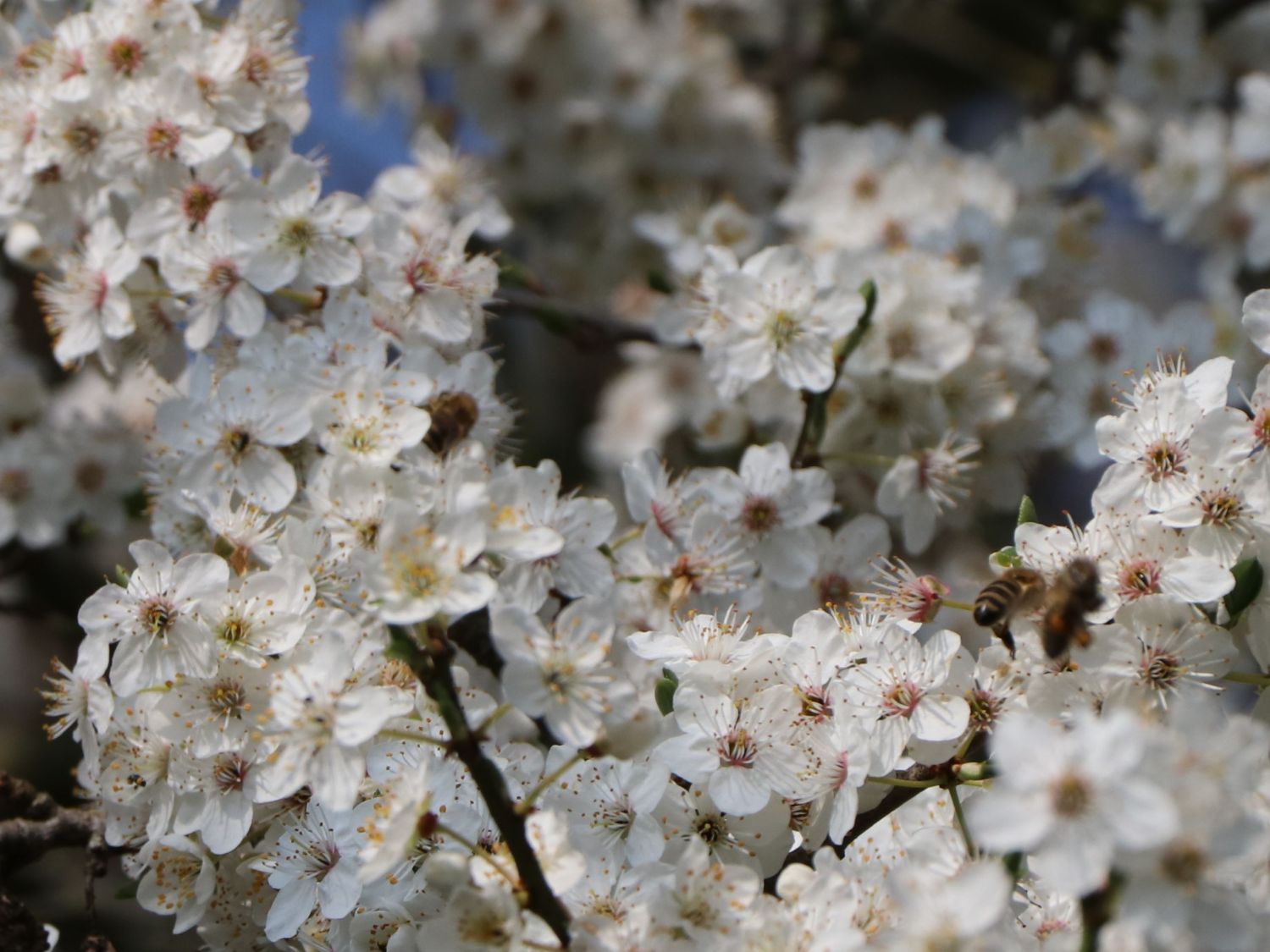 Zwerg-Mirabelle - Horstmann (Zwergform) - domestica Prunus Baumschule