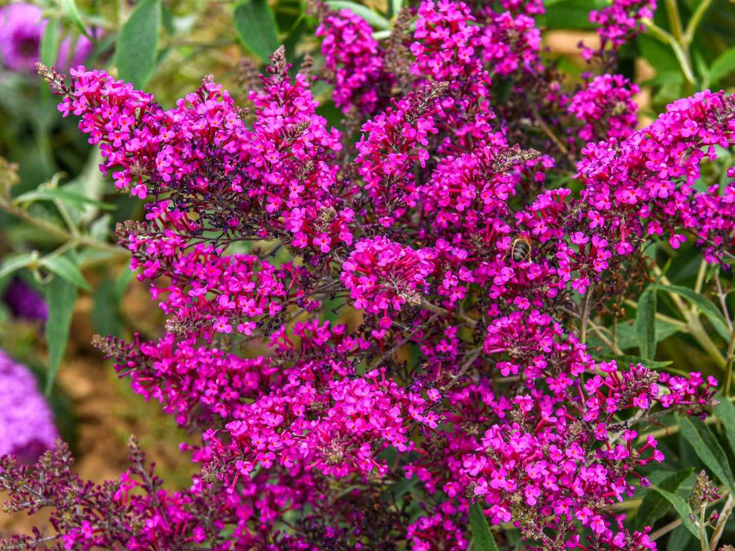 Zwerg-Schmetterlingsflieder / Zwerg-Sommerflieder Summer Lounge ® 'Oktopus  Magenta' - Buddleja davidii Summer Lounge ® 'Oktopus Magenta' - Baumschule  Horstmann