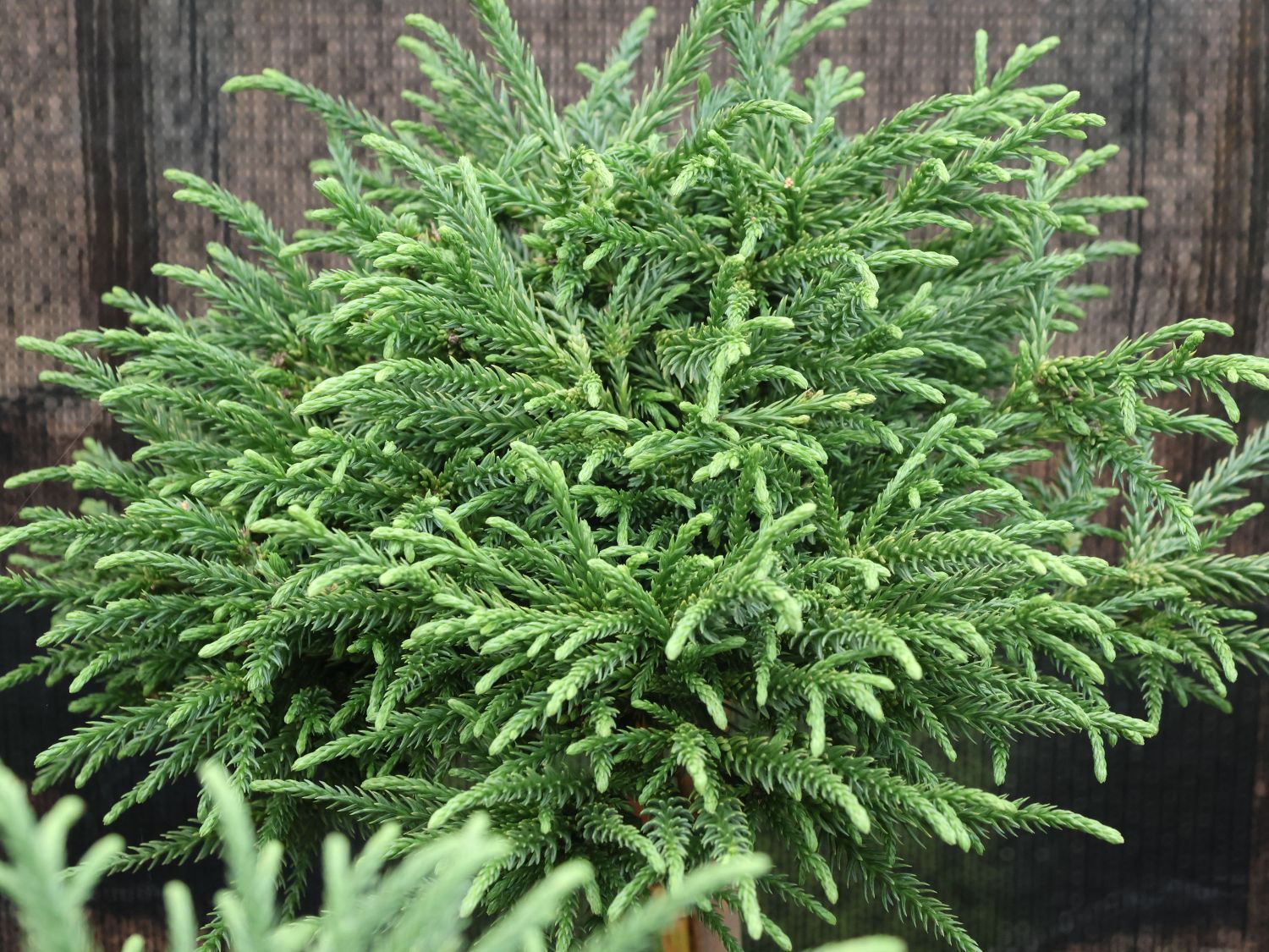 Zwerg-Sicheltanne 'Little Champion' - Cryptomeria japonica 'Little  Champion' - Baumschule Horstmann