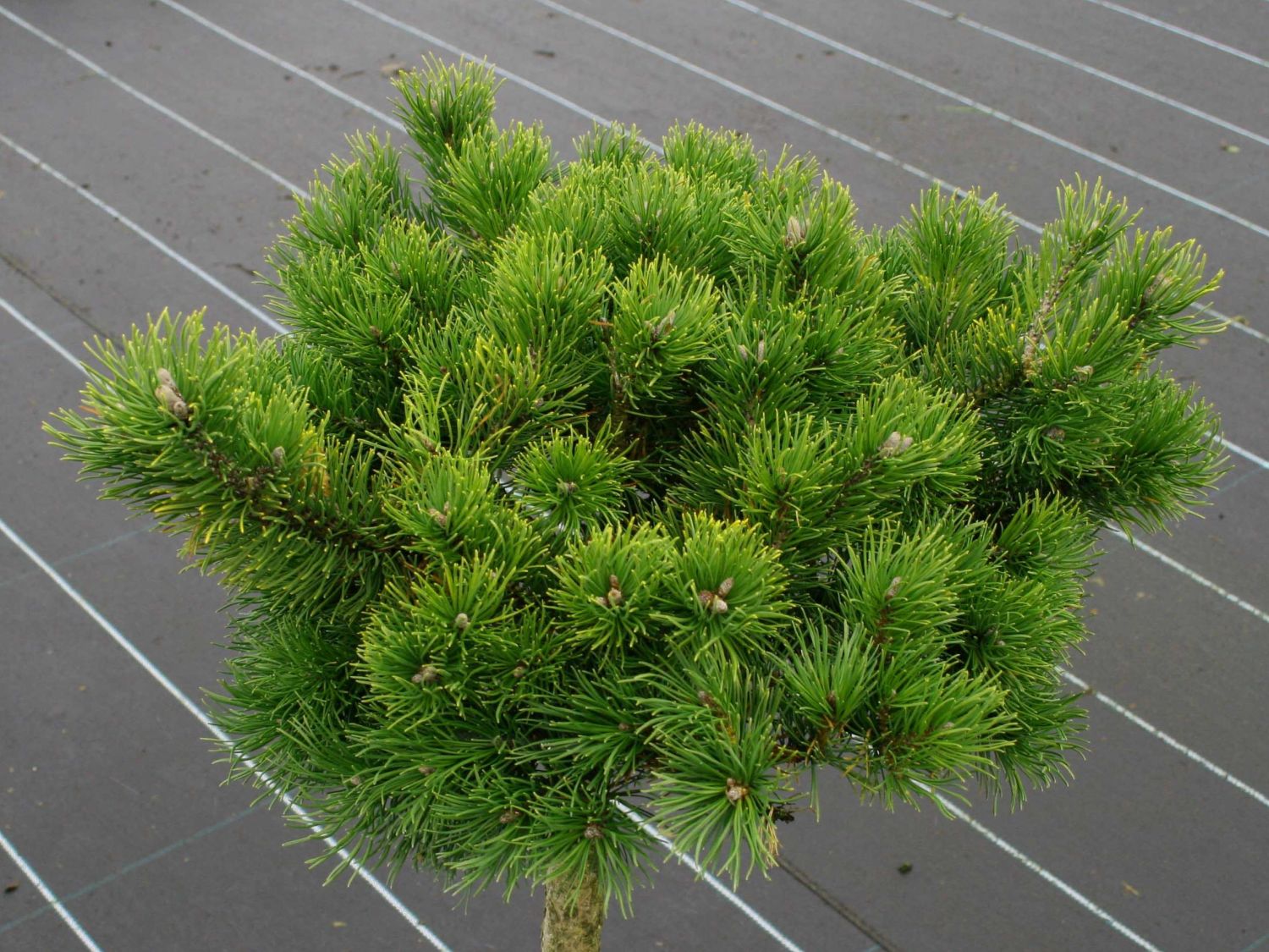 Хвойная 70. Pinus mugo 'March'. Сосна Горная Офир. Сосна Горная Марч. Pinus mugo Hesse.