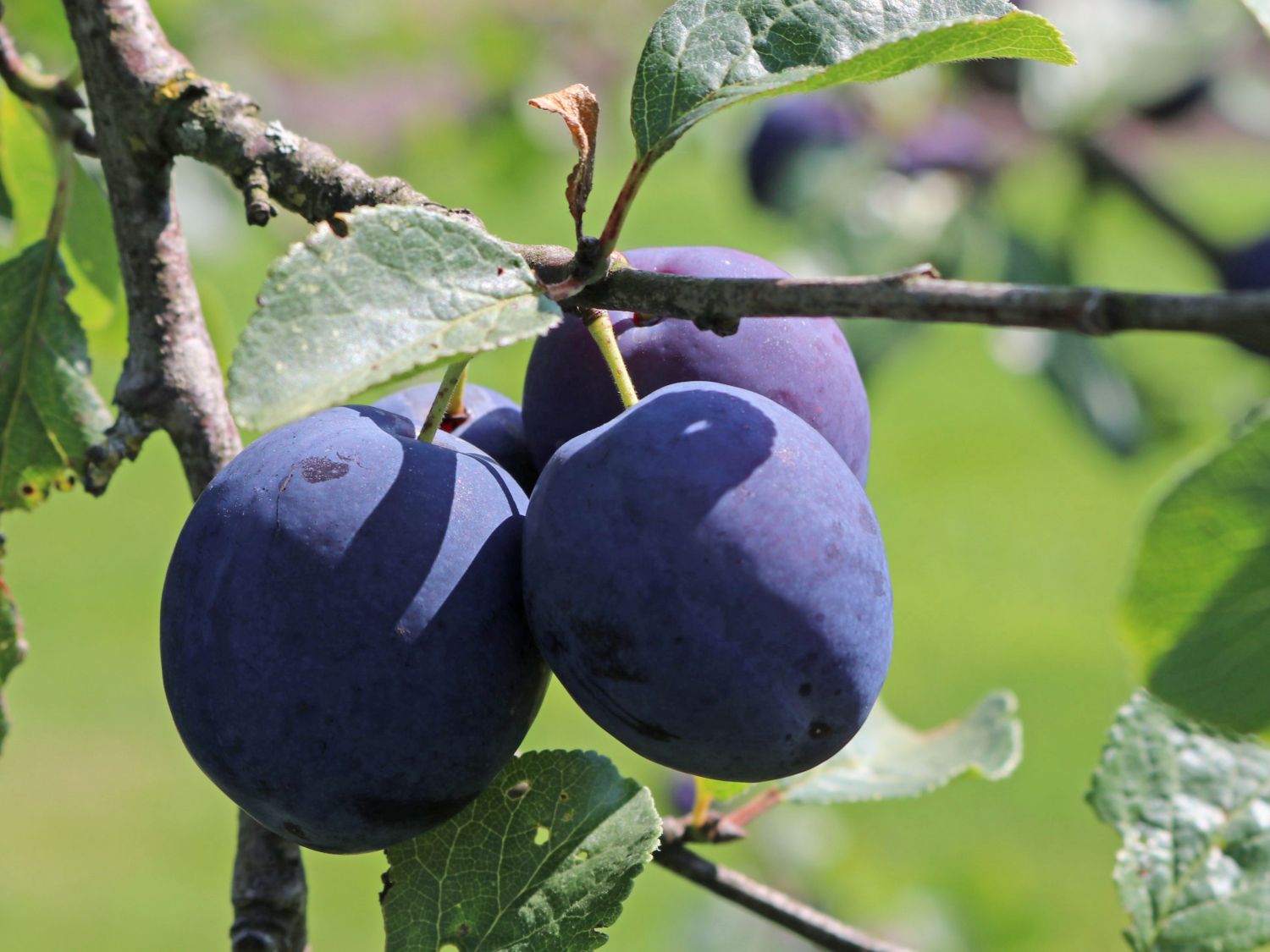 Zwetsche 'Anna Späth' - Prunus 'Anna Späth' - Baumschule Horstmann