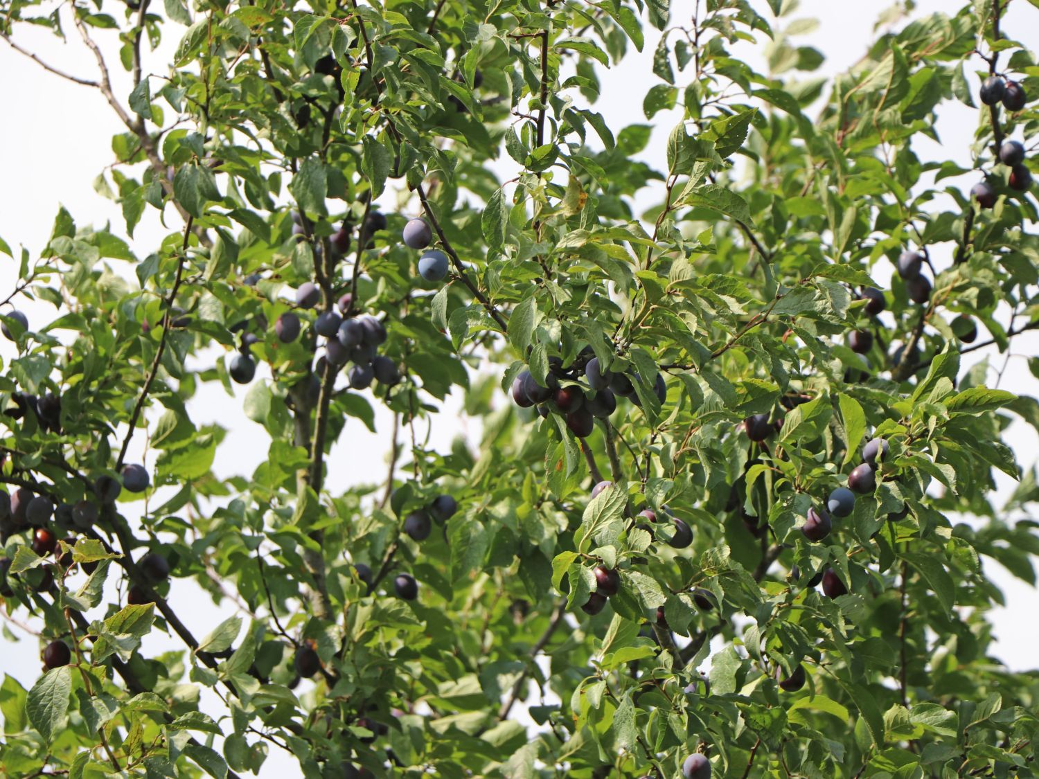 Zwetsche 'Hauszwetsche' - Prunus 'Hauszwetsche' - Baumschule Horstmann