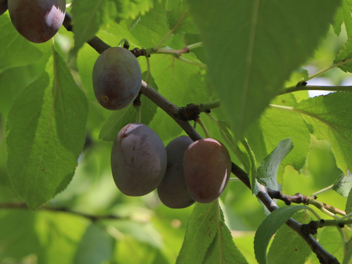 Zwetsche 'Hauszwetsche' - Prunus 'Hauszwetsche' - Baumschule Horstmann