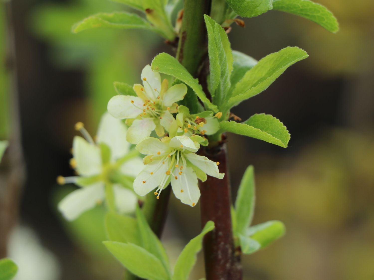 Zwetsche \'Hauszwetsche\' - Prunus \'Hauszwetsche\' - Baumschule Horstmann