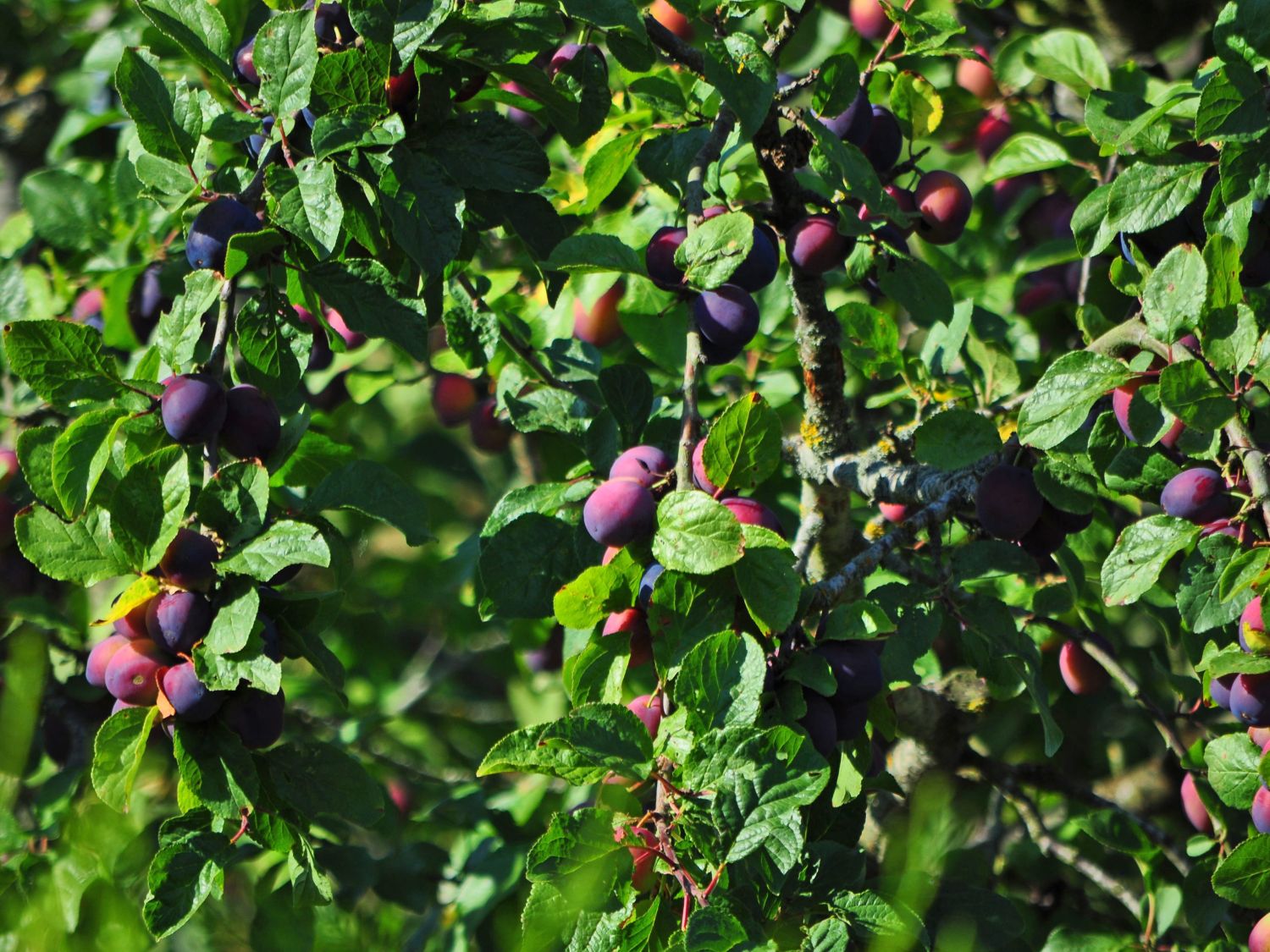 Zwetsche 'Wangenheimer Frühzwetsche' - Prunus 'Wangenheimer Frühzwetsche' -  Baumschule Horstmann