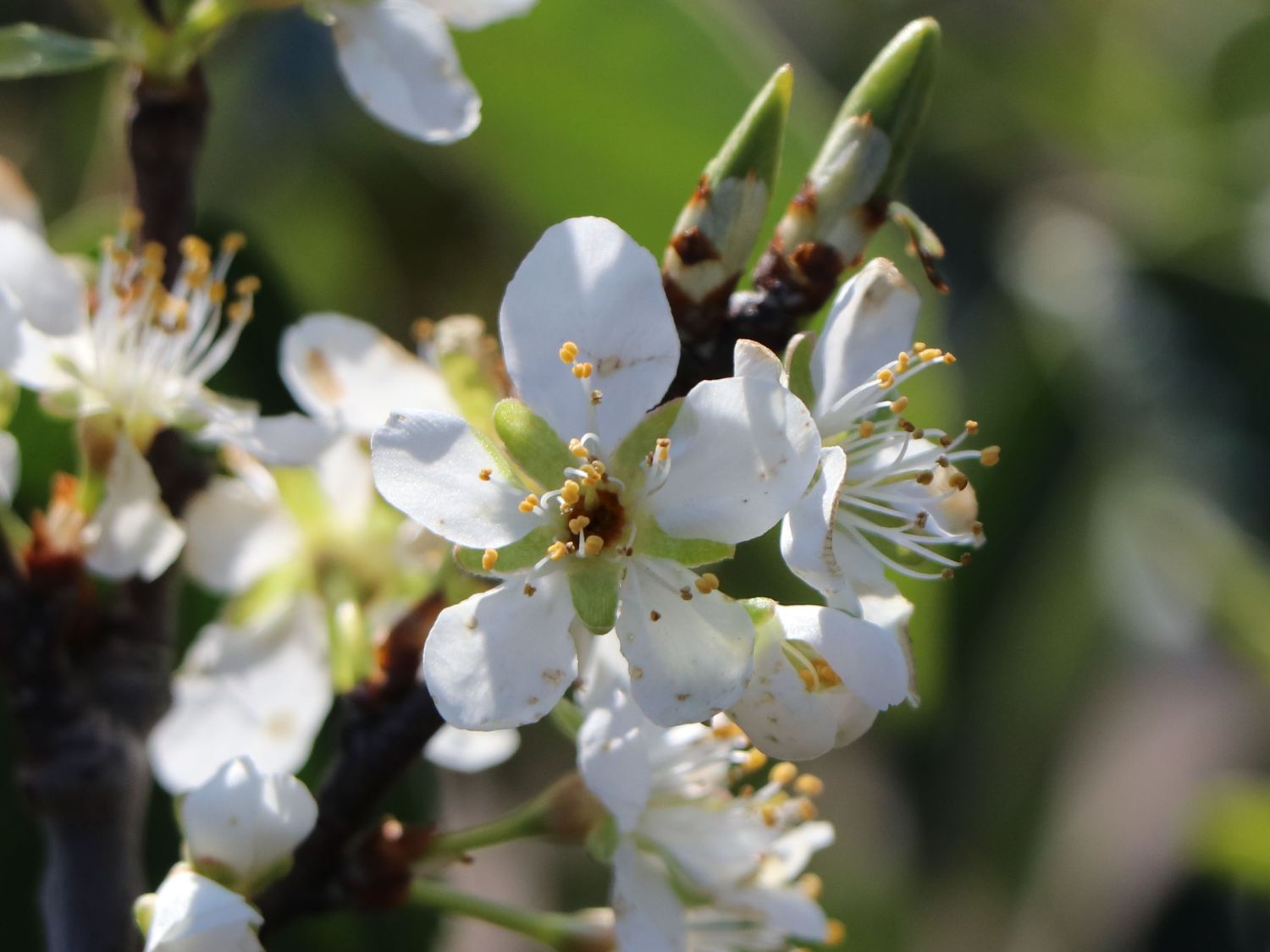 Zwetsche 'Wangenheimer Frühzwetsche' - Prunus 'Wangenheimer Frühzwetsche' -  Baumschule Horstmann