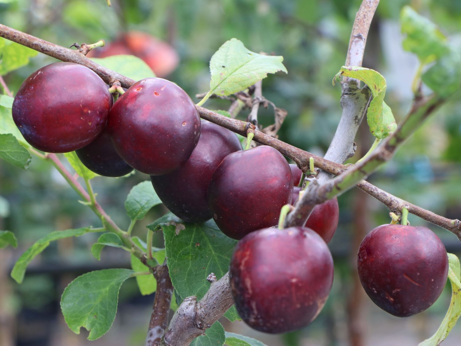 Zwetsche 'Wangenheimer Frühzwetsche' - Prunus 'Wangenheimer Frühzwetsche' -  Baumschule Horstmann