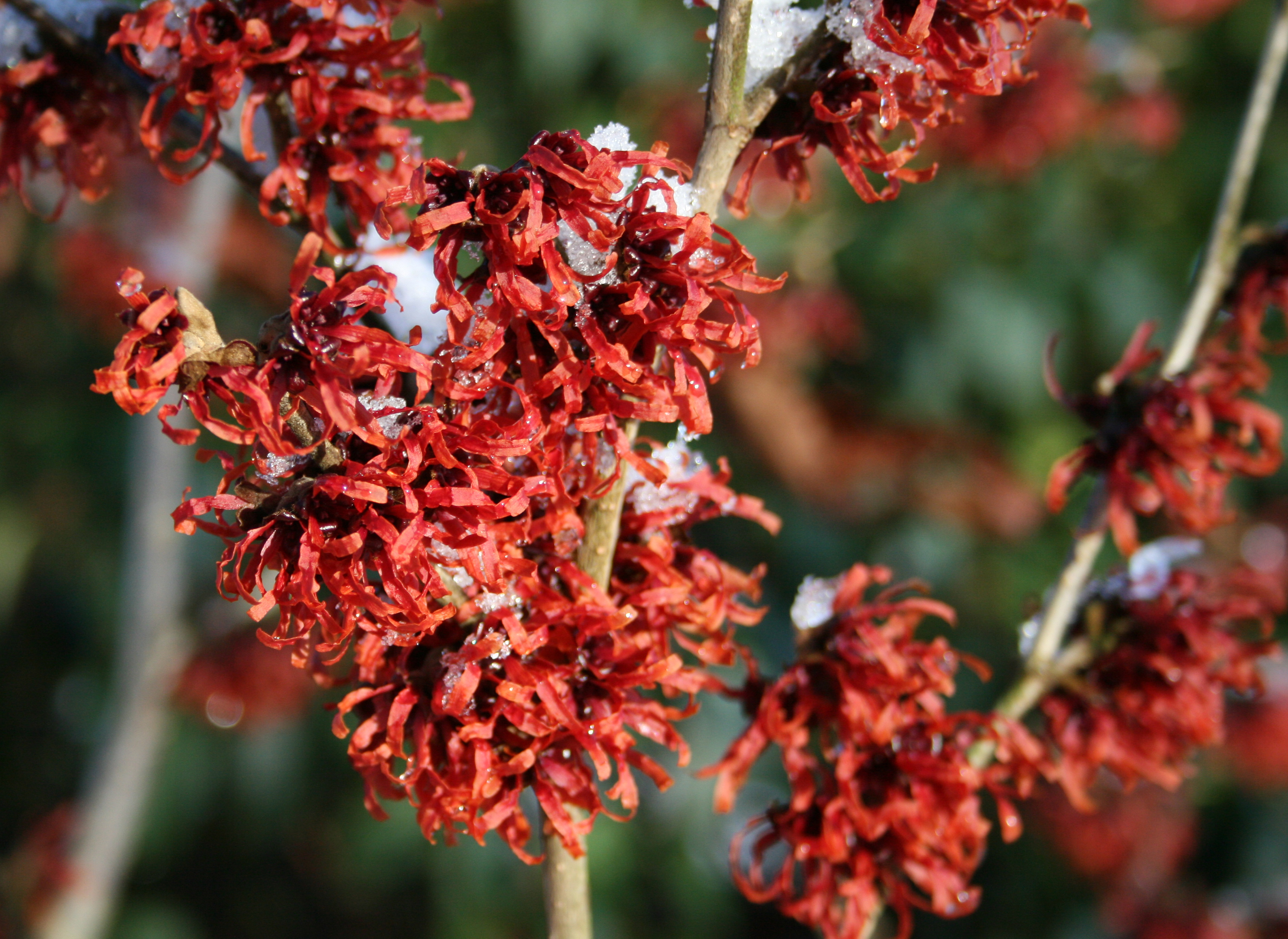 portugiesischer kirschlorbeer 150-175 Portugiesischer Kirschlorbeer (Prunus lusitanica 'Angustifolia') | 80-100  cm im Topf