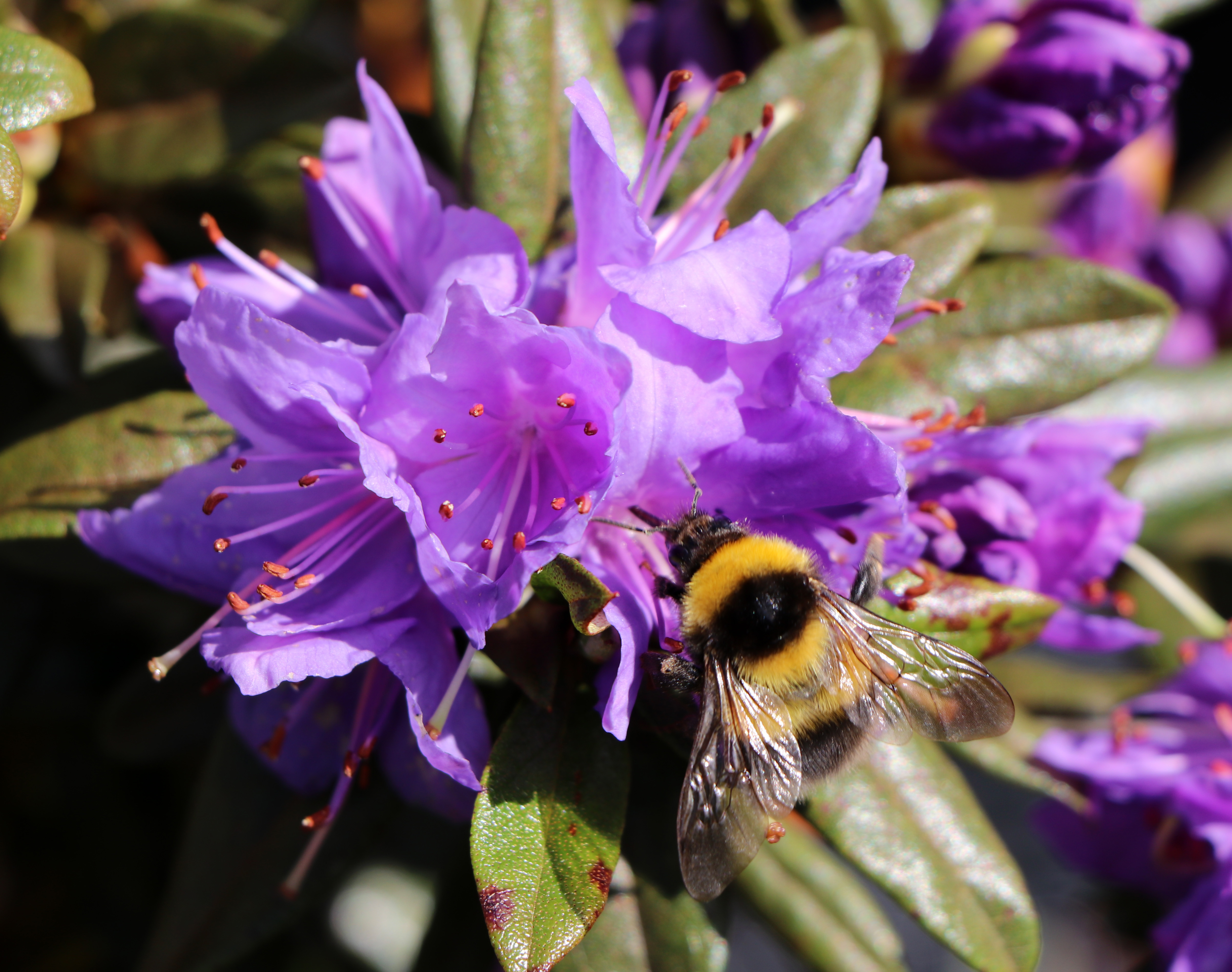 Insektenfreundlicher als gedacht: Der Rhododendron