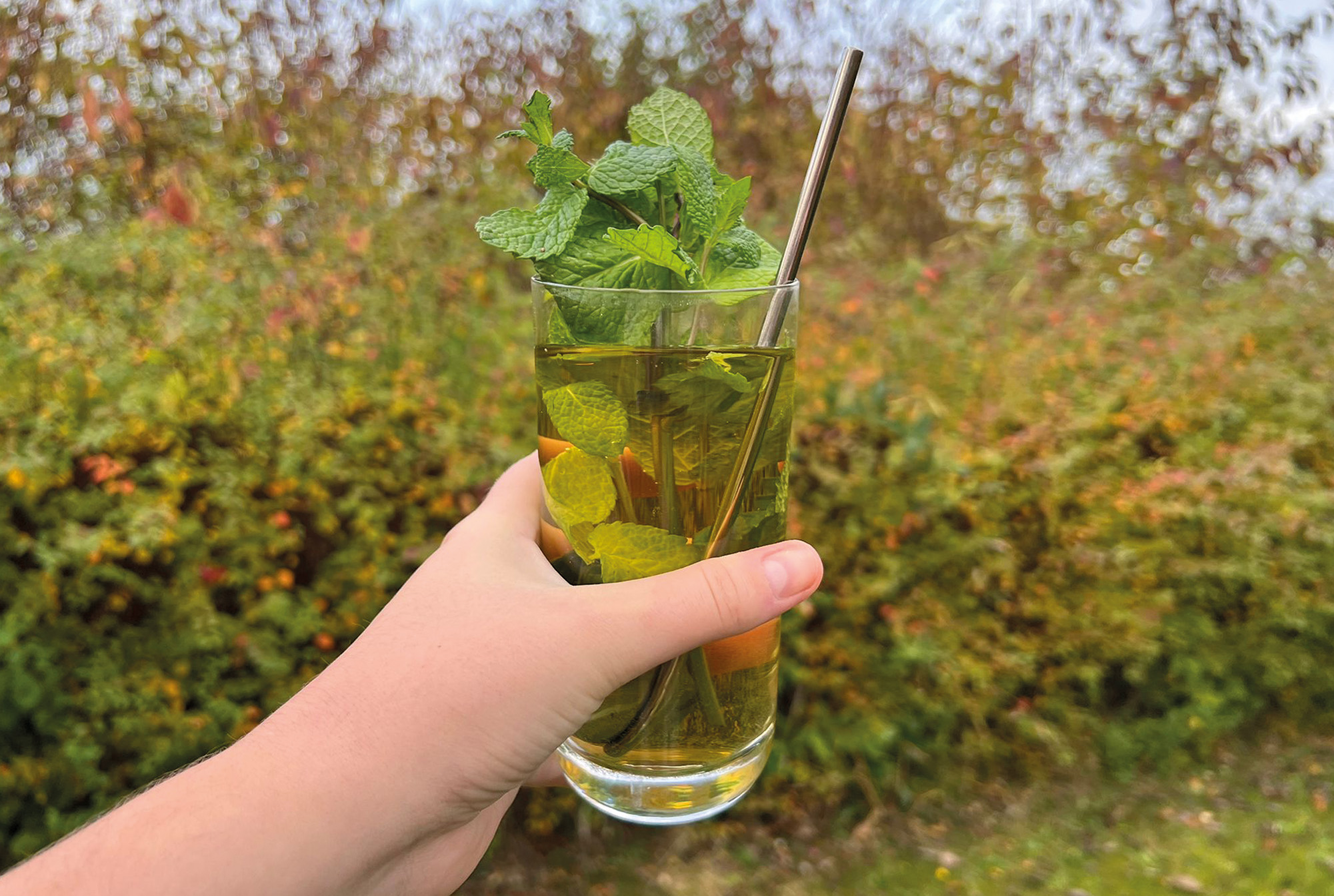 Pfefferminz Eistee - Rezepte Suchen