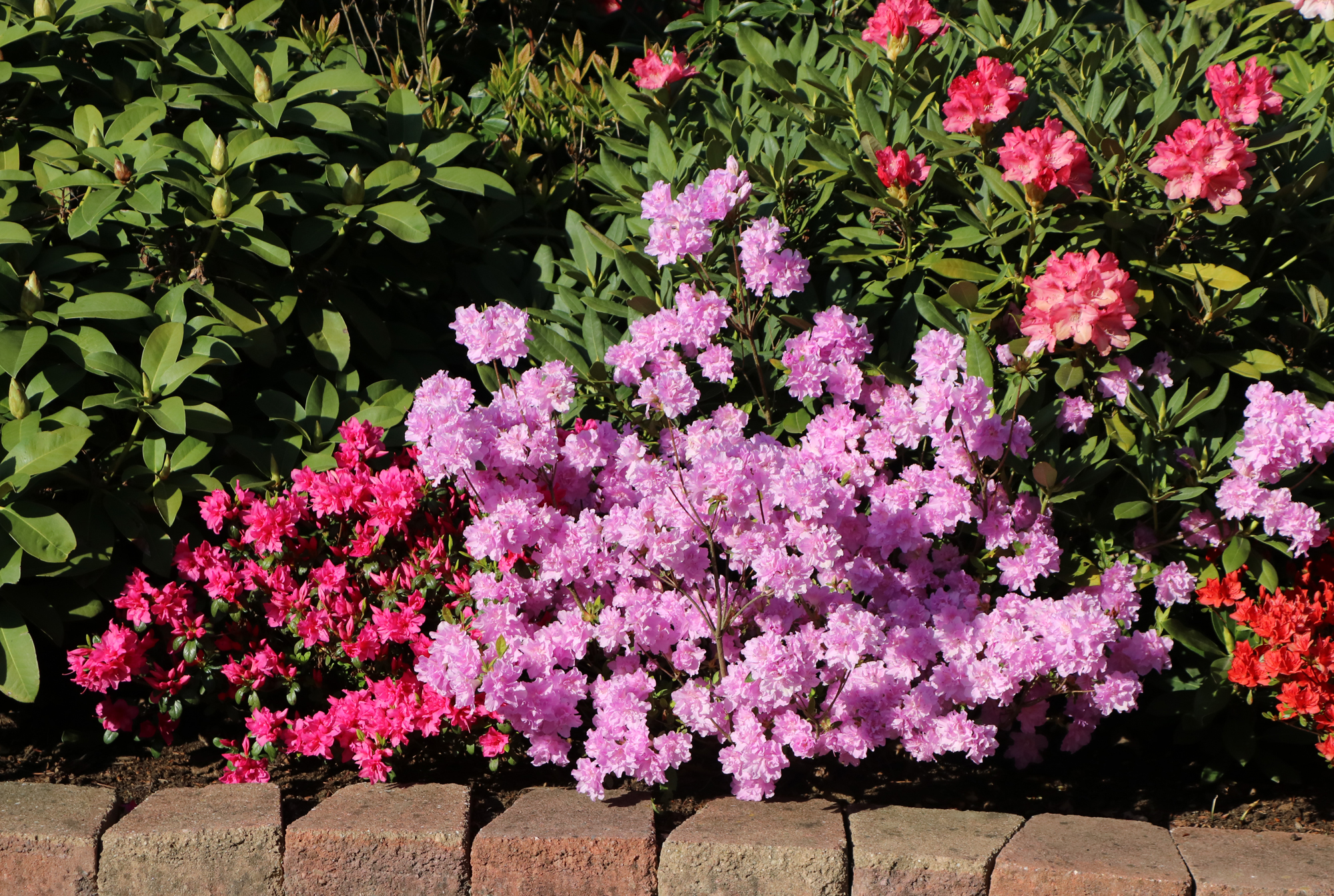 Pflanzanleitung fr Rhododendren und Azaleen