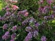 Rotblättrige Weigelie 'Purpurea' Weigela florida 'Purpurea