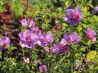 Hibiscus syriacus marina