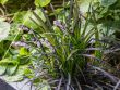 Kleiner Schlangenbart 'Minor' Ophiopogon japonicus 'Minor