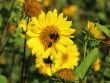 Stauden Sonnenblume Helianthus atrorubens Baumschule Horstmann