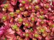 Sedum floriferum Sedum floriferum
