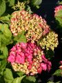 Hortensien standort Hortensien standort