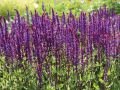 BlütenSalbei 'Caradonna' Salvia nemorosa 'Caradonna' Baumschule