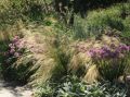 Dünnblättriges Federgras - Stipa tenuissima - Baumschule Horstmann