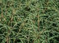 Rhamnus frangula asplenifolia