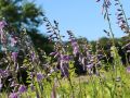 Hosta funkie