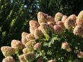 Hortensie limelight Hortensie limelight