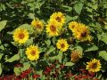 StaudenSonnenblume 'Capenoch Star' Helianthus decapetalus 'Capenoch