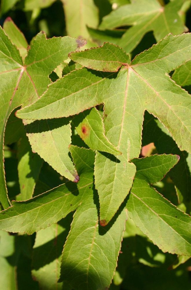 Einheitsbuddeln Pflanze einen Bienenbaum am 3. Oktober!
